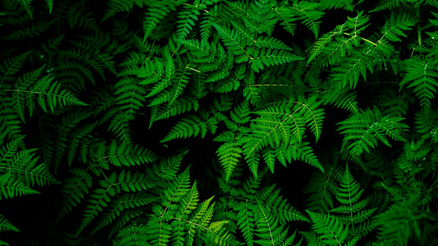 Green fern leaves in a natural setting