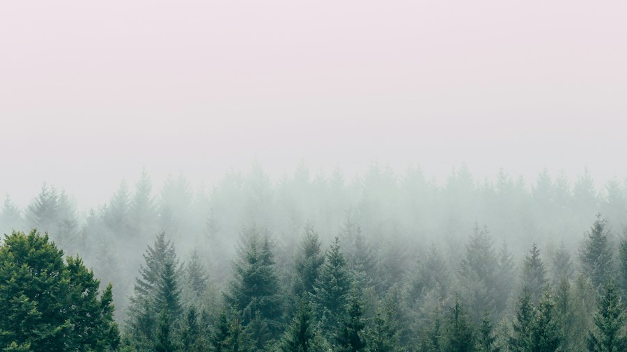 Mist drifting above a green forest