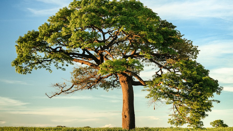 A spreading tree in warm natural light