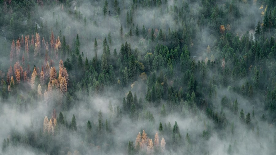 An aerial view of a mist-covered forest
